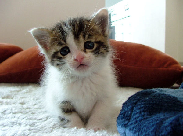 Kucing tidur.