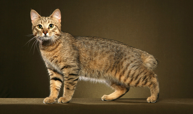 A cute adorable cat!