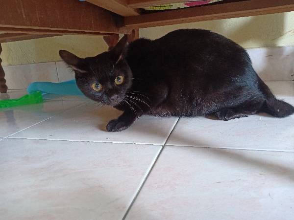 A cute adorable cat!