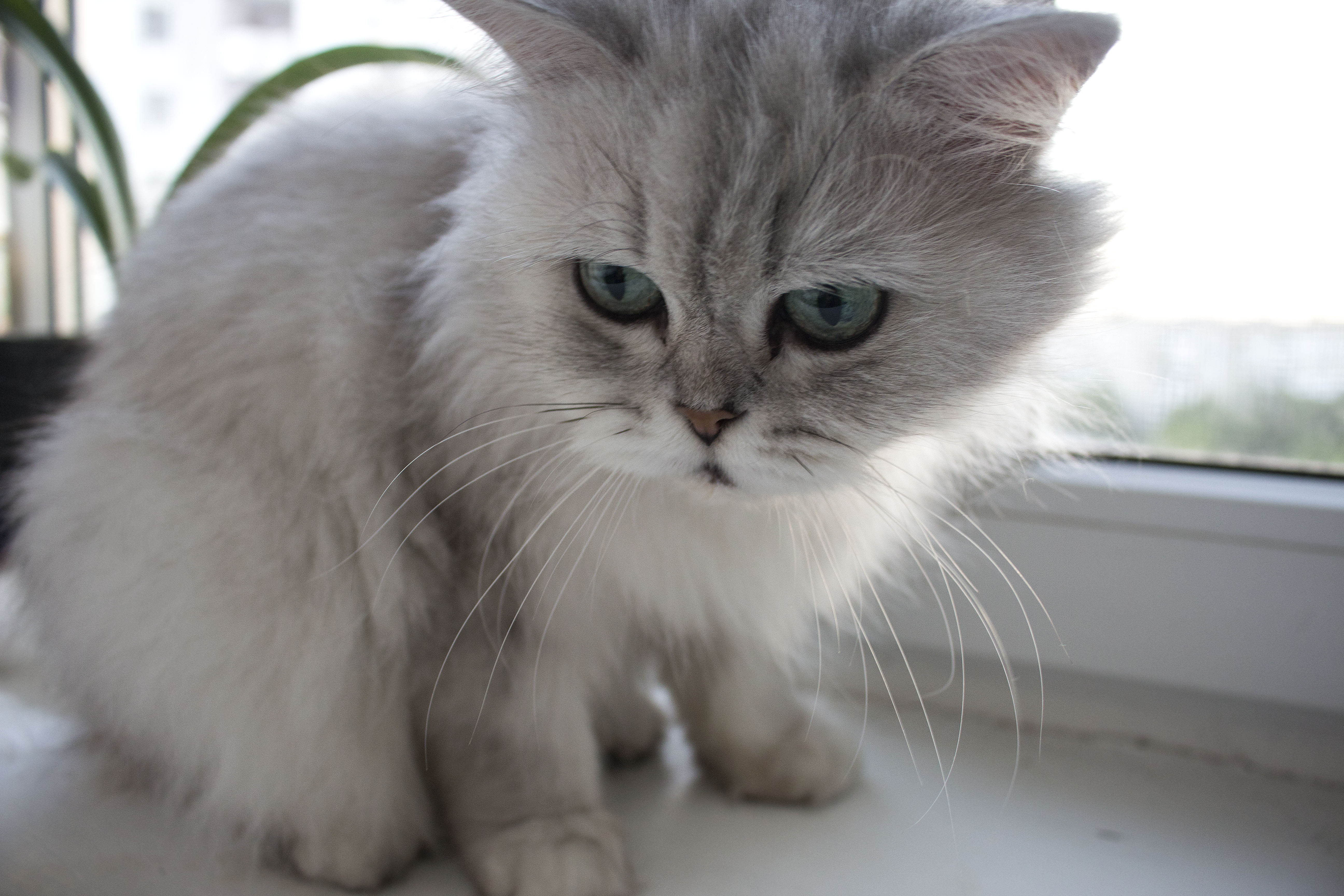 A cute adorable cat!