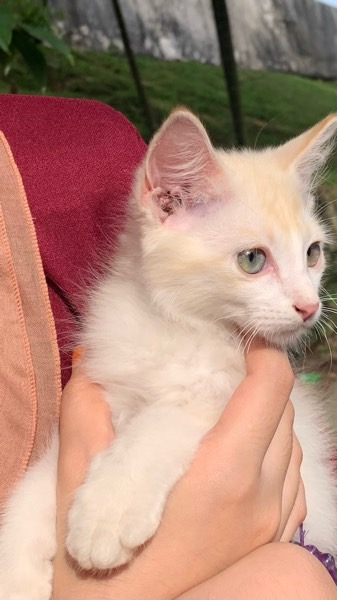 A cute adorable cat!